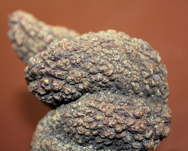 ザ・糞というべき、見事なフォルムをしたマダガスカル産の海生爬虫類の糞と思しき化石（Coprolite）（その9）