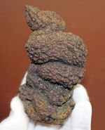 ザ・糞というべき、見事なフォルムをしたマダガスカル産の海生爬虫類の糞と思しき化石（Coprolite）