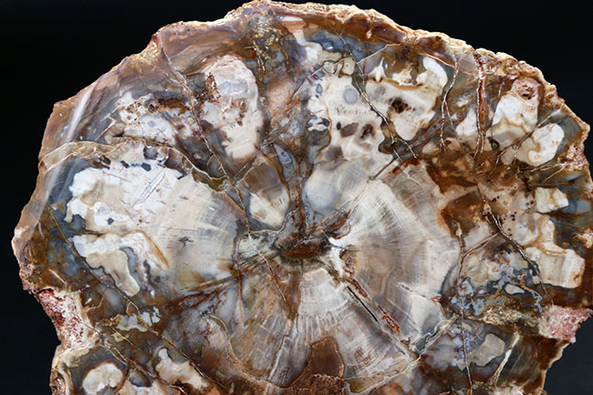 ホワイトやグレイッシュブルーを呈する、およそ２億５千万年前の樹木の幹が化石になった珪化木（Petrified wood）（その3）