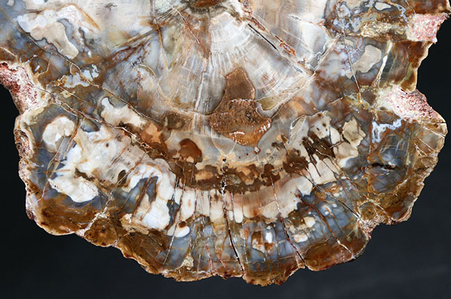 ホワイトやグレイッシュブルーを呈する、およそ２億５千万年前の樹木の幹が化石になった珪化木（Petrified wood）（その4）