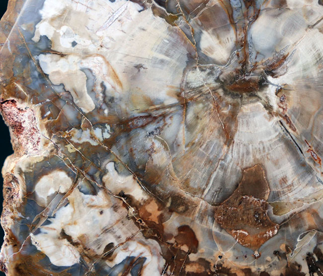 ホワイトやグレイッシュブルーを呈する、およそ２億５千万年前の樹木の幹が化石になった珪化木（Petrified wood）（その5）