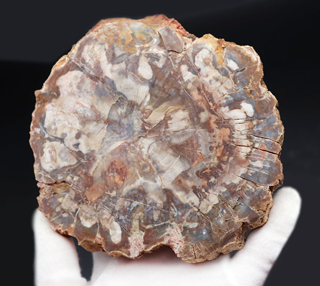 木の化石です。 ホワイトやグレイッシュブルーを呈する、およそ2億5千万年前の樹木の