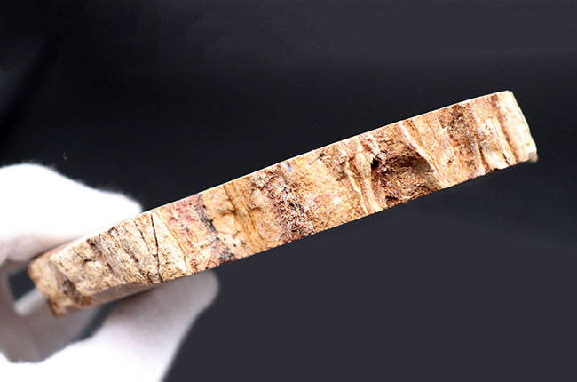 ホワイトやグレイッシュブルーを呈する、およそ２億５千万年前の樹木の幹が化石になった珪化木（Petrified wood）（その7）
