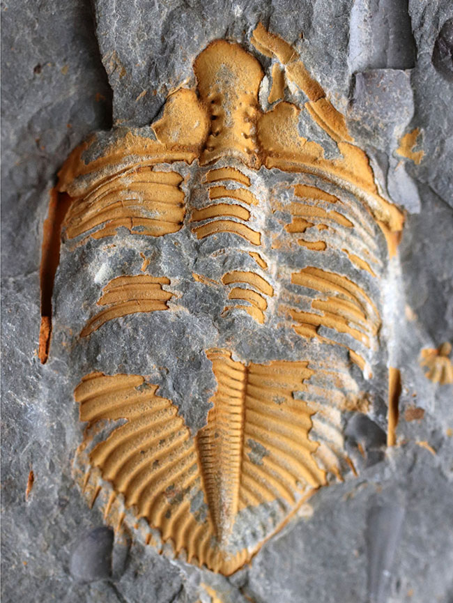 レア三葉虫コロノセファルス(Coronocephalus sp.)。落ち葉のような色と形が特徴的(その1)