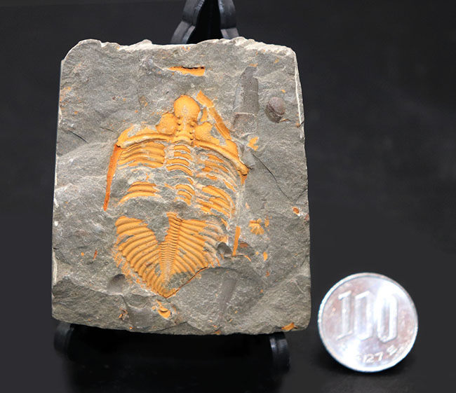 レア三葉虫コロノセファルス（Coronocephalus sp.）。落ち葉のような色