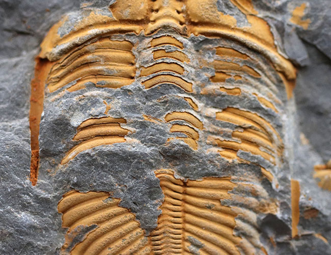 レア三葉虫コロノセファルス(Coronocephalus sp.)。落ち葉のような色と形が特徴的(その3)