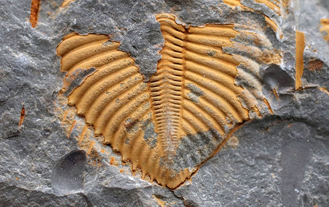 レア三葉虫コロノセファルス(Coronocephalus sp.)。落ち葉のような色と形が特徴的(その4)