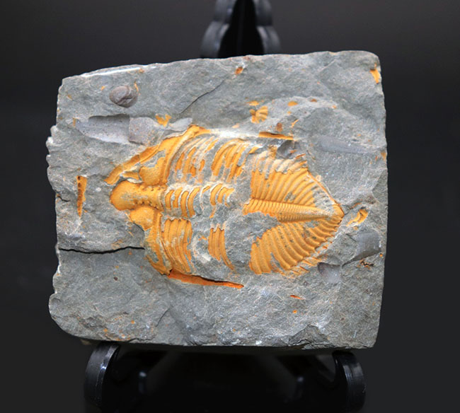 レア三葉虫コロノセファルス(Coronocephalus sp.)。落ち葉のような色と形が特徴的(その5)