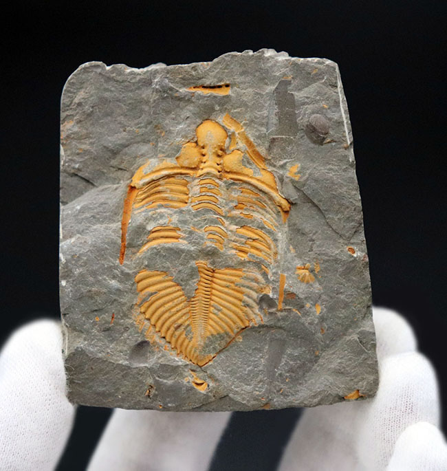 レア三葉虫コロノセファルス(Coronocephalus sp.)。落ち葉のような色と形が特徴的(その6)