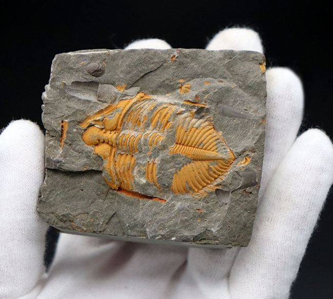 レア三葉虫コロノセファルス(Coronocephalus sp.)。落ち葉のような色と形が特徴的(その7)