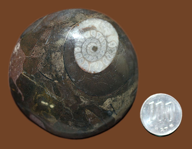 デザインのお手本にもなった螺旋模様が見られます。初期のアンモナイト、ゴニアタイト（Goniatite）（その10）