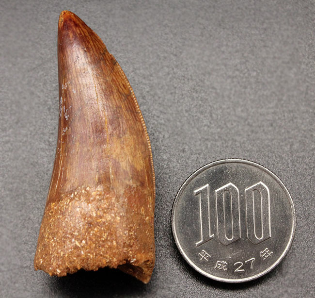 カルカロドントサウルスの歯の化石 106mm カルカロドントサウルスの歯（Carcharodontosaurus）｜化石販売