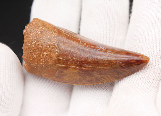 極めて上質、そして希少、オールナチュラルなカルカロドントサウルス