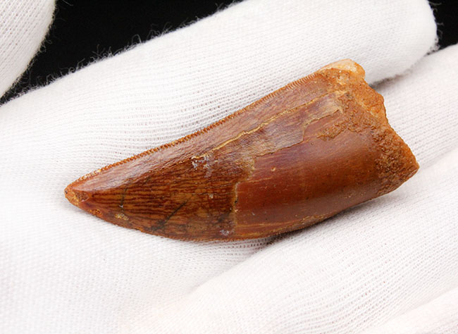 極めて上質、そして希少、オールナチュラルなカルカロドントサウルス