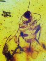 お客様の声　写真