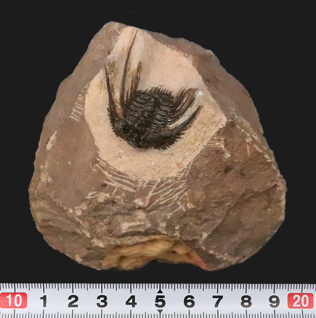 全身が棘で覆われたスパイニー系三葉虫の代表格！三葉虫コレクター垂涎の人気属、モロッコ・アルニフ産のレオナスピス（Leonaspis）の化石（その10）