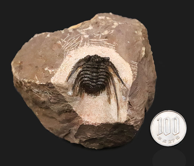 全身が棘で覆われたスパイニー系三葉虫の代表格！三葉虫コレクター垂涎の人気属、モロッコ・アルニフ産のレオナスピス（Leonaspis）の化石（その11）