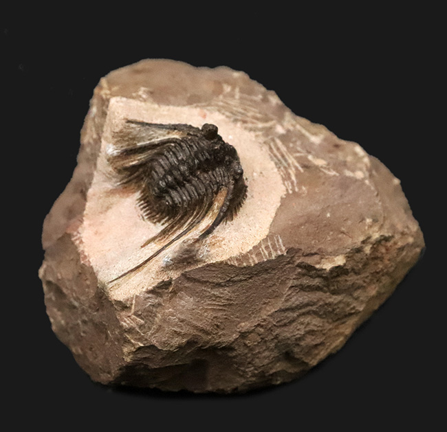 全身が棘で覆われたスパイニー系三葉虫の代表格！三葉虫コレクター垂涎の人気属、モロッコ・アルニフ産のレオナスピス（Leonaspis）の化石（その2）