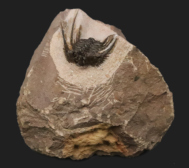 全身が棘で覆われたスパイニー系三葉虫の代表格！三葉虫コレクター垂涎の人気属、モロッコ・アルニフ産のレオナスピス（Leonaspis）の化石（その3）