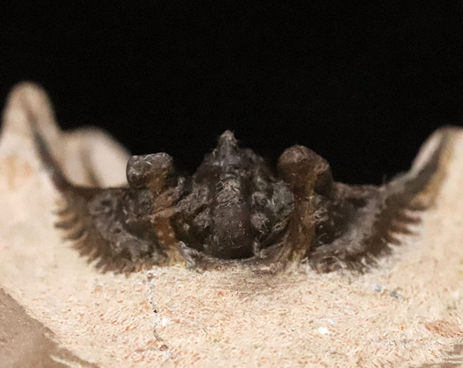 全身が棘で覆われたスパイニー系三葉虫の代表格！三葉虫コレクター垂涎の人気属、モロッコ・アルニフ産のレオナスピス（Leonaspis）の化石（その4）