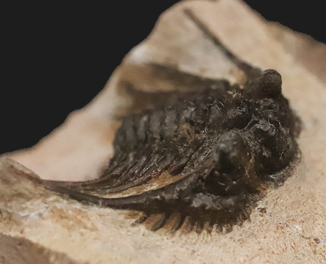 全身が棘で覆われたスパイニー系三葉虫の代表格！三葉虫コレクター垂涎の人気属、モロッコ・アルニフ産のレオナスピス（Leonaspis）の化石（その5）