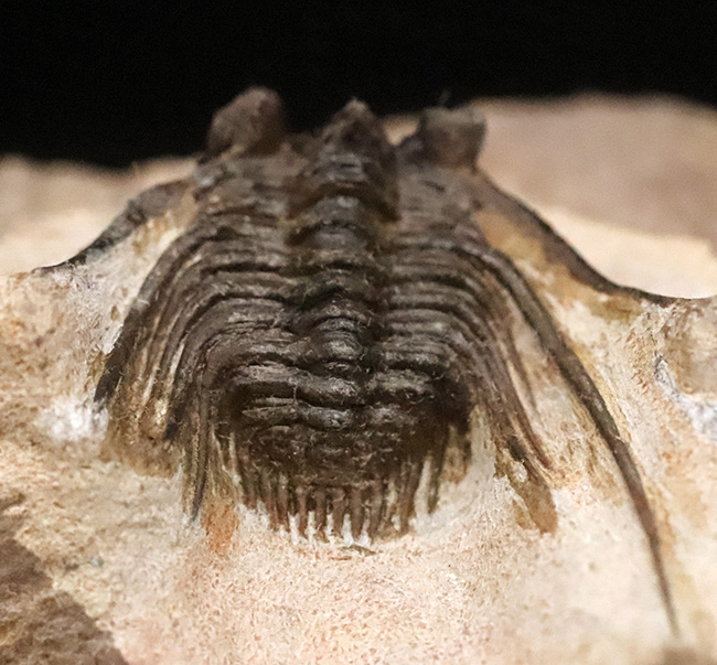 全身が棘で覆われたスパイニー系三葉虫の代表格！三葉虫コレクター垂涎の人気属、モロッコ・アルニフ産のレオナスピス（Leonaspis）の化石（その6）