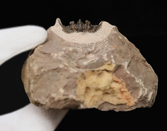 全身が棘で覆われたスパイニー系三葉虫の代表格！三葉虫コレクター垂涎の人気属、モロッコ・アルニフ産のレオナスピス（Leonaspis）の化石（その7）