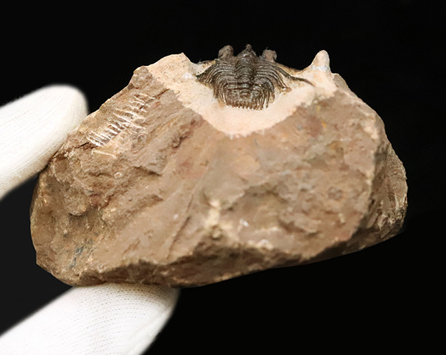 全身が棘で覆われたスパイニー系三葉虫の代表格！三葉虫コレクター垂涎の人気属、モロッコ・アルニフ産のレオナスピス（Leonaspis）の化石（その8）