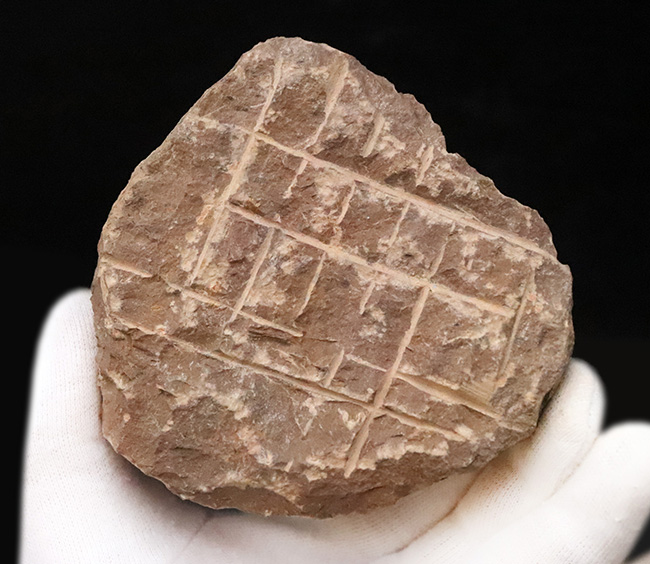 全身が棘で覆われたスパイニー系三葉虫の代表格！三葉虫コレクター垂涎の人気属、モロッコ・アルニフ産のレオナスピス（Leonaspis）の化石（その9）