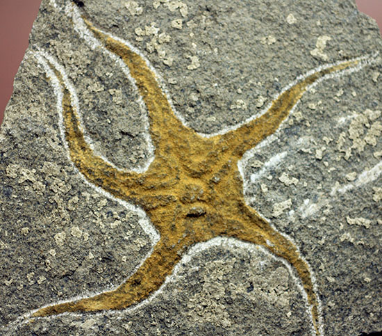 4億5千年前の海底に棲息していた、長～い触手がユーモラスなクモヒトデのハイグレード化石。専用スタンド付き。（その1）