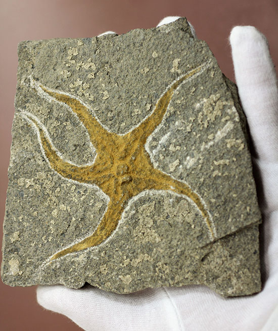 4億5千年前の海底に棲息していた、長～い触手がユーモラスなクモヒトデのハイグレード化石。専用スタンド付き。（その10）