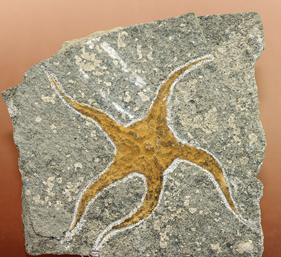 4億5千年前の海底に棲息していた、長～い触手がユーモラスなクモヒトデのハイグレード化石。専用スタンド付き。（その11）