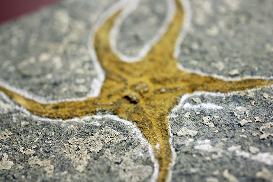 4億5千年前の海底に棲息していた、長～い触手がユーモラスなクモヒトデのハイグレード化石。専用スタンド付き。（その13）