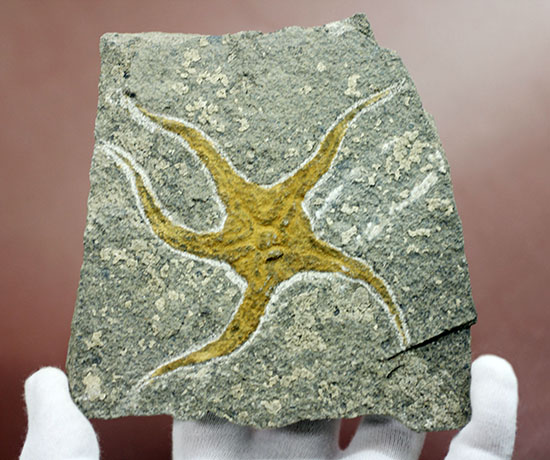 4億5千年前の海底に棲息していた、長～い触手がユーモラスなクモヒトデのハイグレード化石。専用スタンド付き。（その15）