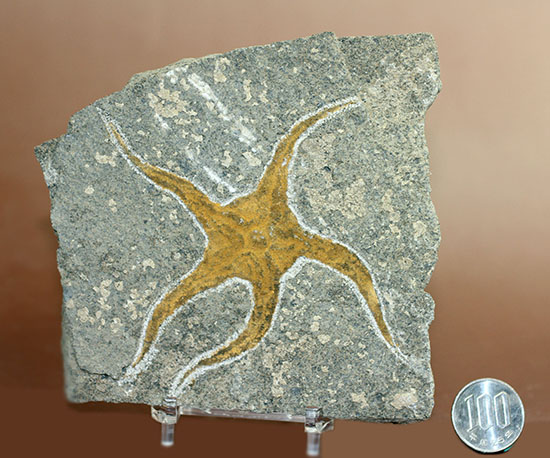 4億5千年前の海底に棲息していた、長～い触手がユーモラスなクモヒトデのハイグレード化石。専用スタンド付き。（その16）