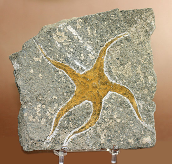 4億5千年前の海底に棲息していた、長～い触手がユーモラスなクモヒトデのハイグレード化石。専用スタンド付き。（その2）