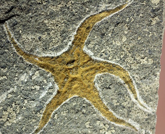 4億5千年前の海底に棲息していた、長～い触手がユーモラスなクモヒトデのハイグレード化石。専用スタンド付き。（その3）