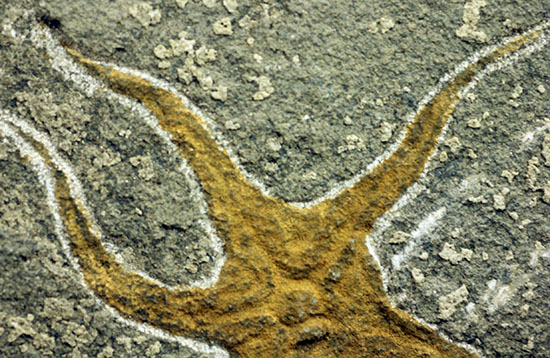 4億5千年前の海底に棲息していた、長～い触手がユーモラスなクモヒトデのハイグレード化石。専用スタンド付き。（その5）