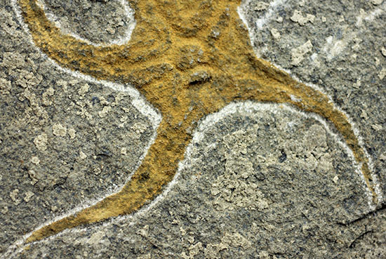 4億5千年前の海底に棲息していた、長～い触手がユーモラスなクモヒトデのハイグレード化石。専用スタンド付き。（その6）