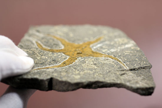 4億5千年前の海底に棲息していた、長～い触手がユーモラスなクモヒトデのハイグレード化石。専用スタンド付き。（その9）