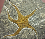 4億5千年前の海底に棲息していた、長～い触手がユーモラスなクモヒトデのハイグレード化石。専用スタンド付き。