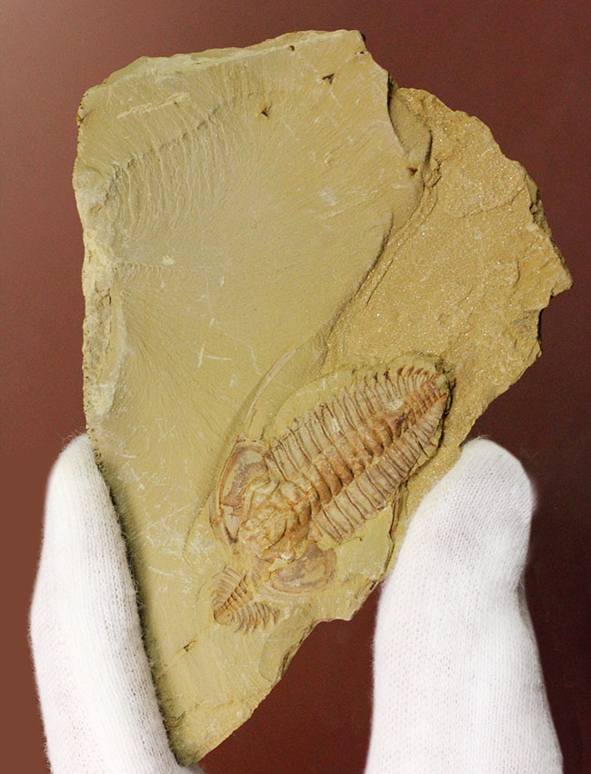 珍しいエオレドリキアのネガポジ化石！オールドコレクション。（その1）