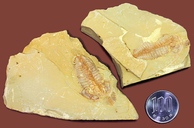 珍しいエオレドリキアのネガポジ化石！オールドコレクション。（その10）