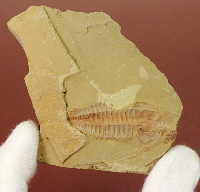 珍しいエオレドリキアのネガポジ化石！オールドコレクション。（その2）