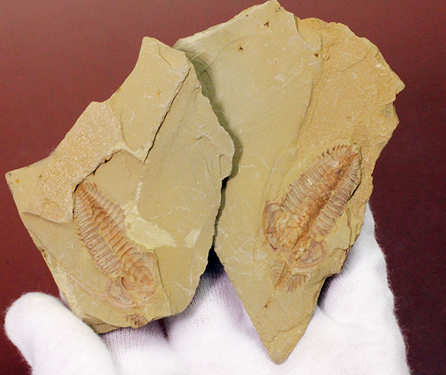珍しいエオレドリキアのネガポジ化石！オールドコレクション。（その3）