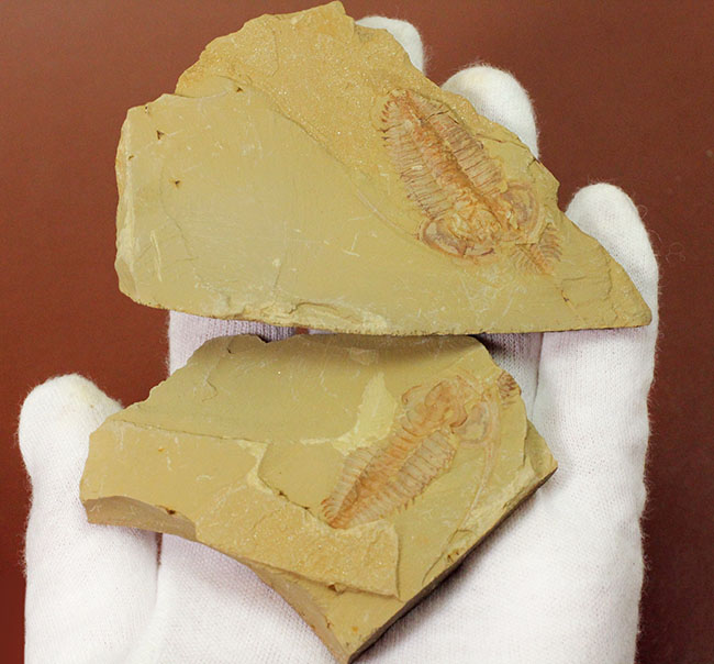 珍しいエオレドリキアのネガポジ化石！オールドコレクション。（その4）
