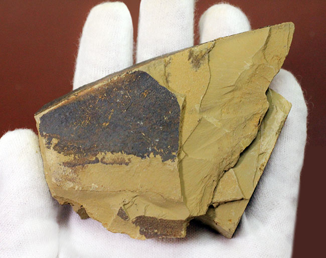 珍しいエオレドリキアのネガポジ化石！オールドコレクション。（その5）