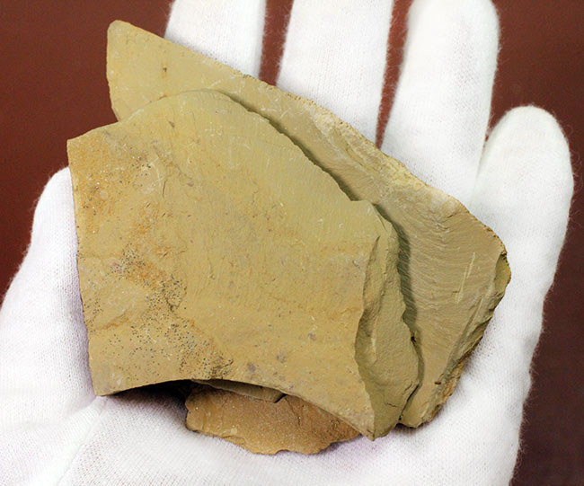 珍しいエオレドリキアのネガポジ化石！オールドコレクション。（その6）