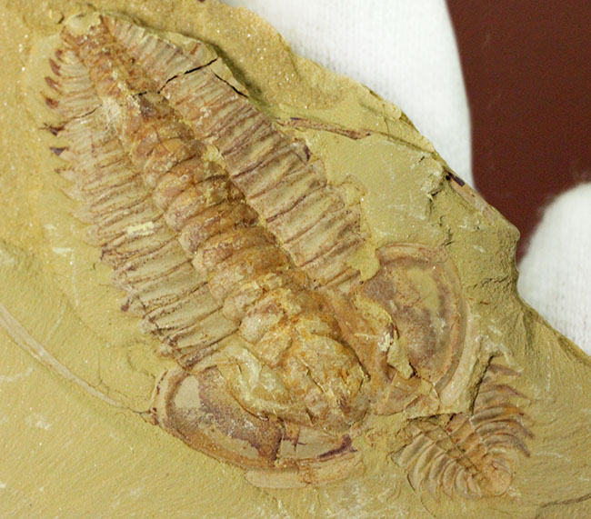 珍しいエオレドリキアのネガポジ化石！オールドコレクション。（その8）