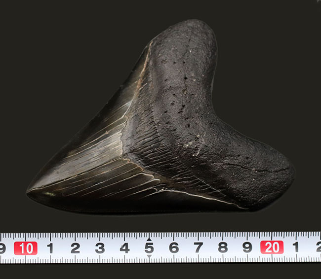 こだわりの厳選品！光沢のあるエナメル質、先端まで保存されたセレーション！人気のメガロドン（Carcharodon megalodon）の上質な歯化石（その11）